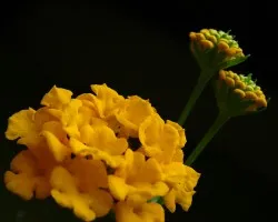 Mas flores