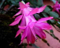 Mas flores1