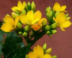 Mas flores2