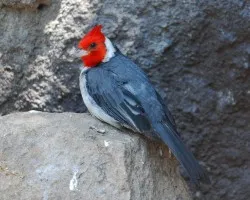 Cabeza roja!!