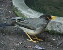 Turdus falcklandii