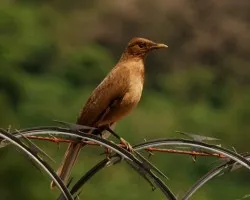 Turdus grayi