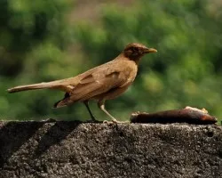 Turdus grayi