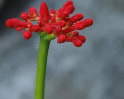 Flor rara