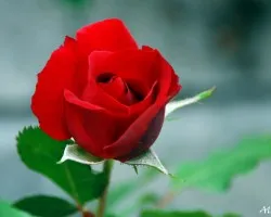 Rosas rojas