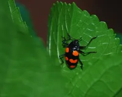 Escarabajo