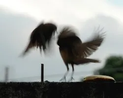 Banano peleao