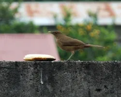Turdus grayi