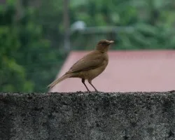 Turdus grayi