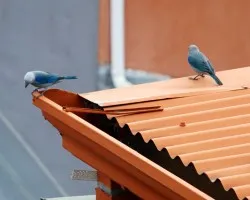 Grata sorpresa