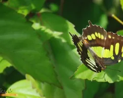 Mariposa6