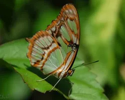 Mariposa7