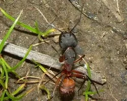 Hormiga