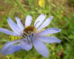 Avispilla
