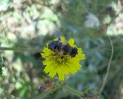 Abeja