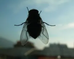 La mosca curiosa