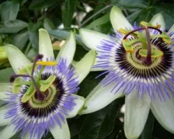 La flor de la pasi