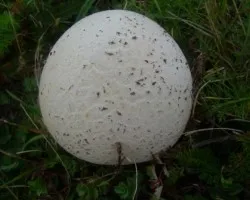 lycoperdon nigrescens