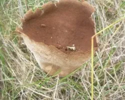 Pedo de lobo  (lycoperdon nigrescens)