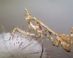 Mantis