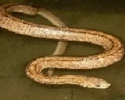 Culebra de Escalera