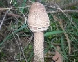 Macrolepiota procera