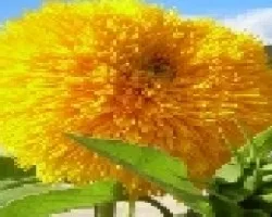 girasol