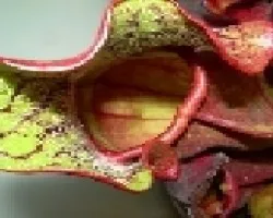 Sarracenia puerurea