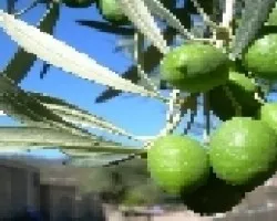 Aceitunas