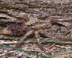 camuflaje de ara