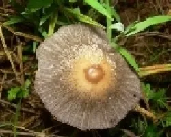 Coprinus  auricomus