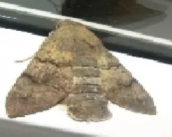 polilla