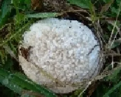 Calvatia cyathiformis