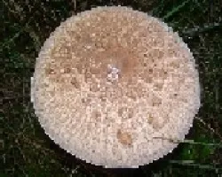 Macrolepiota procera