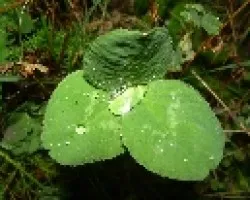 Trevol  con gota de agua