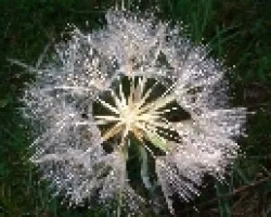 Taraxacum officinale