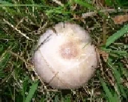 Agaricus semotus