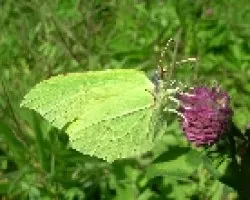 Mariposa de oto