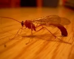 Un mosquito raro