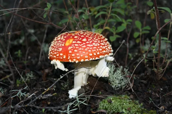 Foto