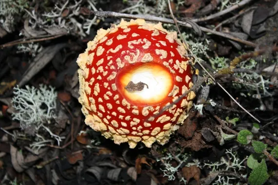 Foto