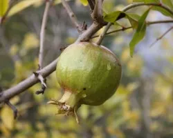 Garanada