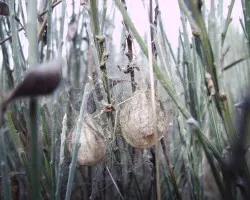 Caprichos de la naturaleza