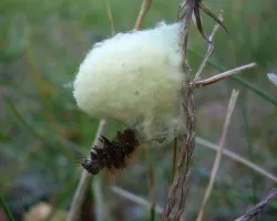 As? es la naturaleza
