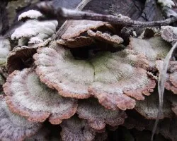 Schizophyllum commune