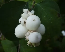 Bolitas de nieve