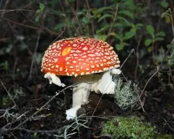Amanita muscaria