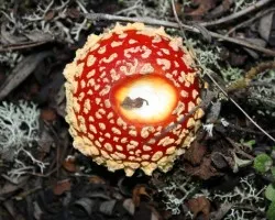 Amanita muscaria