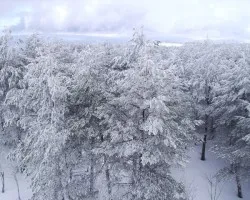 Nieve