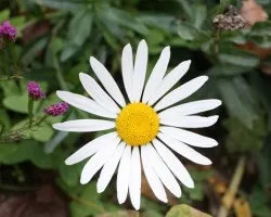 Flores